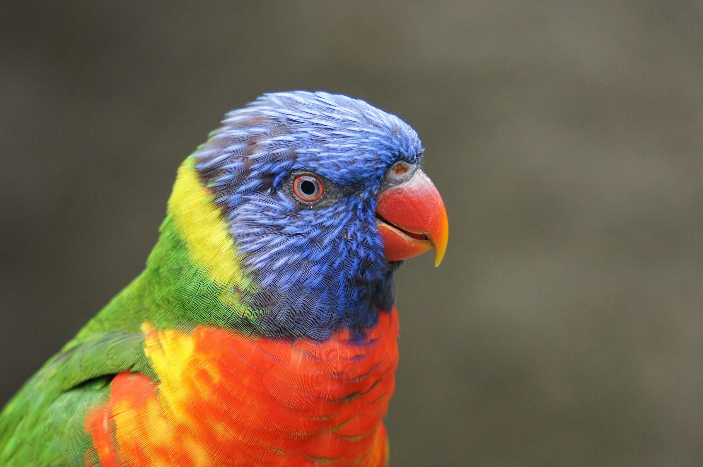 parrot-1604777_1920